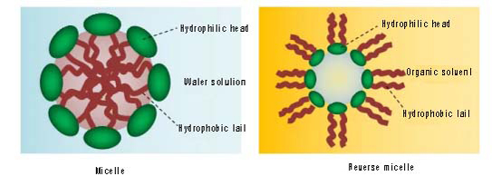 A Brief Introduction to Surfactants