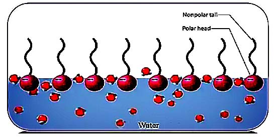 A Brief Introduction to Surfactants