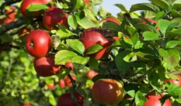 Polyether-modified polysiloxane: A surfactant with unique properties